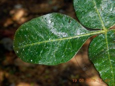 Agonoscena pistaceae_питание_2